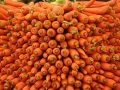 Секреты сладкой моркови: как соседи помогают лучше расти на огороде