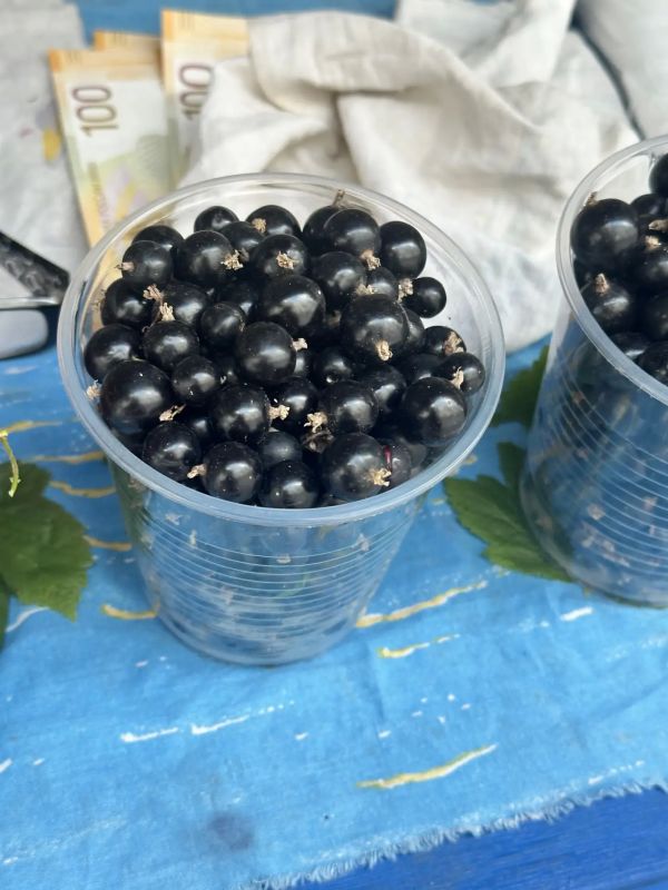 Красное и черное. Смородину продают на уличных базарах в Барнауле Красное и черное. Смородину продают на уличных базарах в Барнауле
