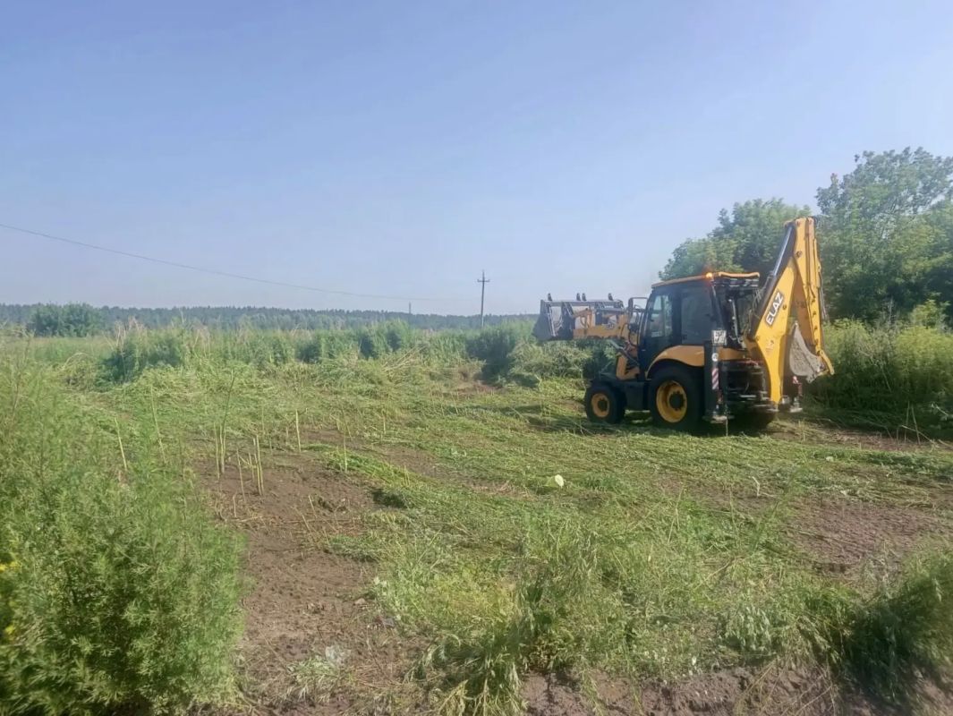 Полицейские Бийского района выявили порядка одного гектара дикорастущей конопли в рамках операции «Мак-2026» Полицейские Бийского района выявили порядка одного гектара дикорастущей конопли в рамках операции «Мак-2026»