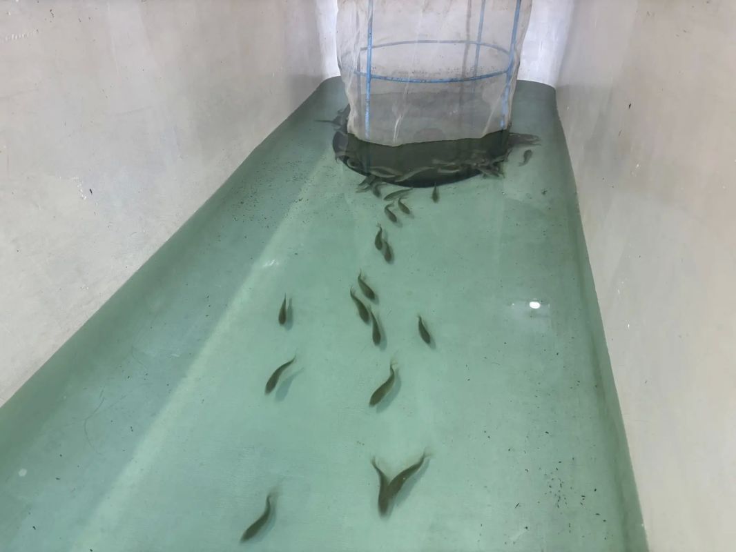 Где в Алтайском крае выращивают рыбу для зарыбления водоемов? Где в Алтайском крае выращивают рыбу для зарыбления водоемов?