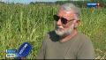 В Алтайском крае создают гибриды кукурузы