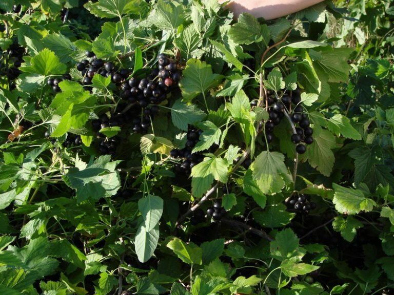 Как защитить смородину от болезней и вредителей