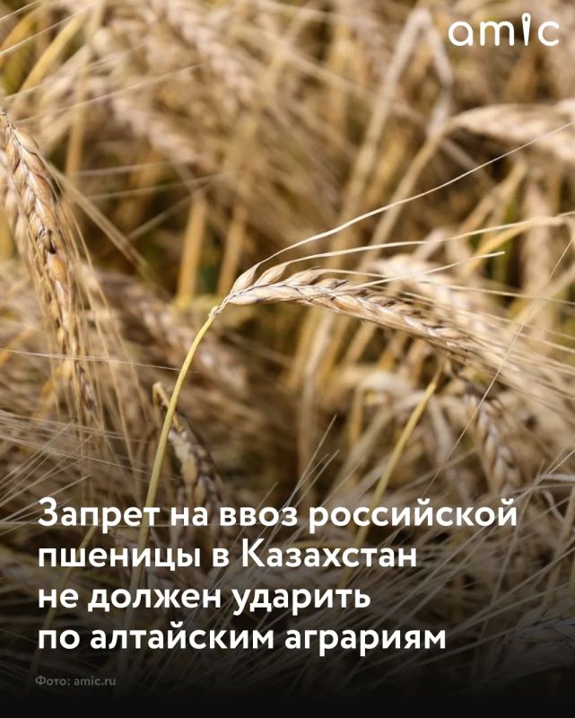 Казахстан с 27 июля на полгода ограничил ввоз пшеницы из России и других стран Евразийского экономического союза автомобильным, водным и железнодорожным транспортом