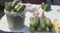 Цены на домашние овощи меняются по мере сбора урожая
