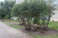 Природный камень и пучки кустарников