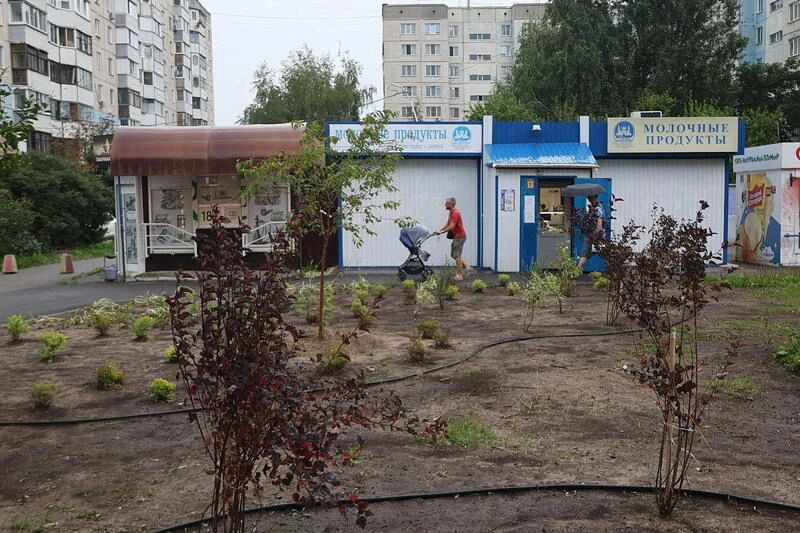 Природный камень и пучки кустарников Природный камень и пучки кустарников
