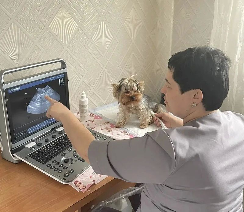 Многодетная мама из Тальменки открыла ветеринарное дело благодаря соцконтракту