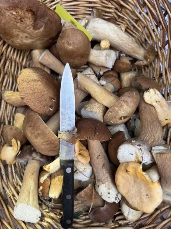 Грибники на этих выходных штурмовали леса Грибники на этих выходных штурмовали леса