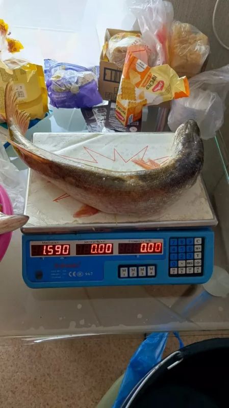 В Алтайском крае любители рыбалки активно делились своими результатами в "Алтайском рыболовном сообществе" и старались успеть насладиться летом в конце июля В Алтайском крае любители рыбалки активно делились своими результатами в "Алтайском рыболовном сообществе" и старались успеть насладиться летом в конце июля