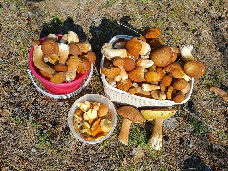 Алтайские грибники показали щедрые дары лесов после дождей Алтайские грибники показали щедрые дары лесов после дождей
