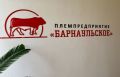 От заводской конюшни до генетического центра: племпредприятие «Барнаульское» отмечает 70-летний юбилей