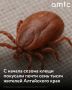 С начала сезона активности клещей в медучреждения Алтайского края после укусов обратились 6910 человек