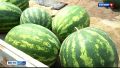 Алтайский край лидирует в СФО по выращиванию бахчевых культур