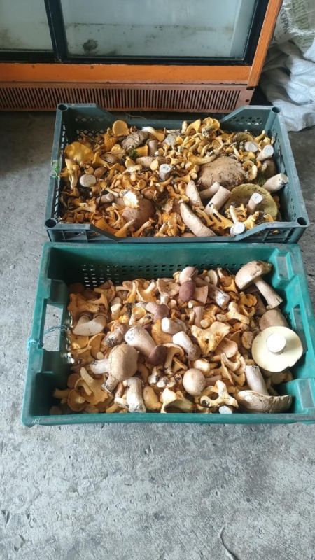 Алтайские грибники показали щедрые дары лесов после дождей Алтайские грибники показали щедрые дары лесов после дождей