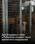 Рубцовске приступили к созданию пункта временного содержания животных без владельцев