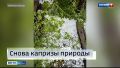 В Курьинском районе сегодня устраняли последствия урагана