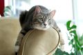 Кошки для квартиры: Топ-5 пород, которые сделают вас счастливыми