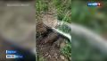 Барнаулец соорудил шалаш на берегу Оби, в котором заготавливал марихуану