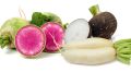 Редька: сокровища корнеплода и идеи для вкусных блюд