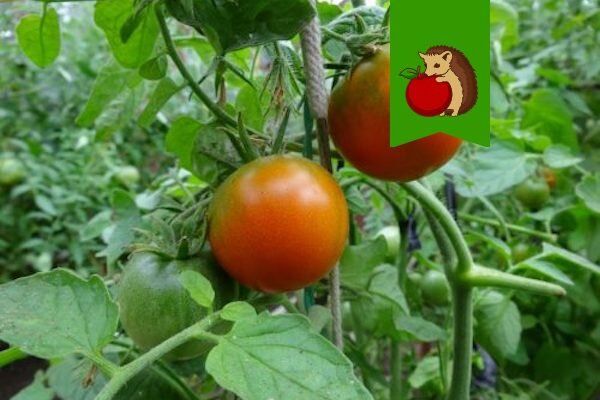 Как добиться сладости и аромата помидоров: советы для успешного урожая