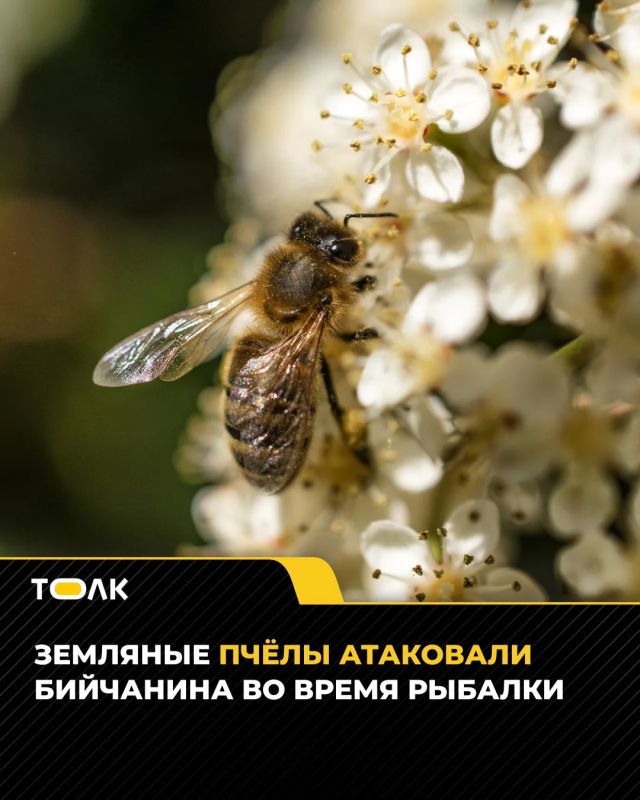 Земляные пчёлы атаковали рыбака из Бийска