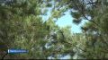 200 лет исполняется профессии лесничего в России