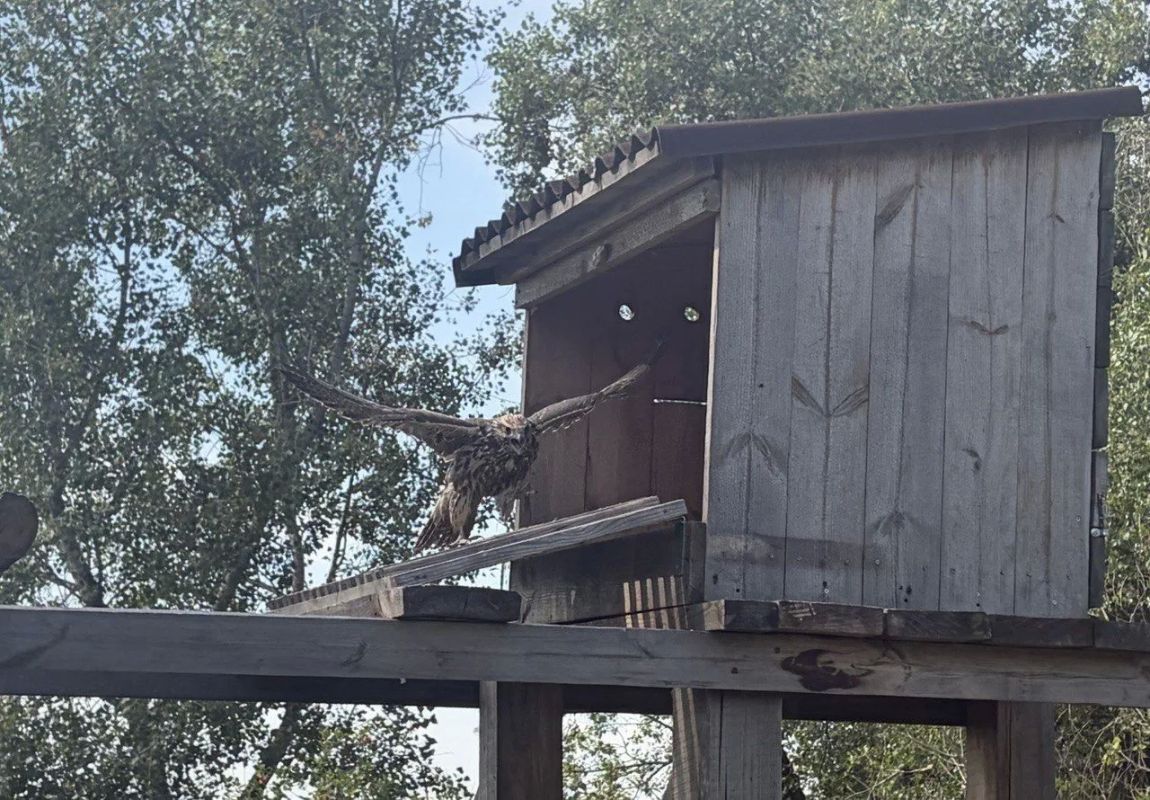В Алтайском крае еще три краснокнижных сокола-балобана сделали первый шаг к жизни в дикой природе В Алтайском крае еще три краснокнижных сокола-балобана сделали первый шаг к жизни в дикой природе