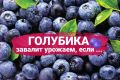 Голубика в вашем саду: секреты успешного выращивания и богатого урожая