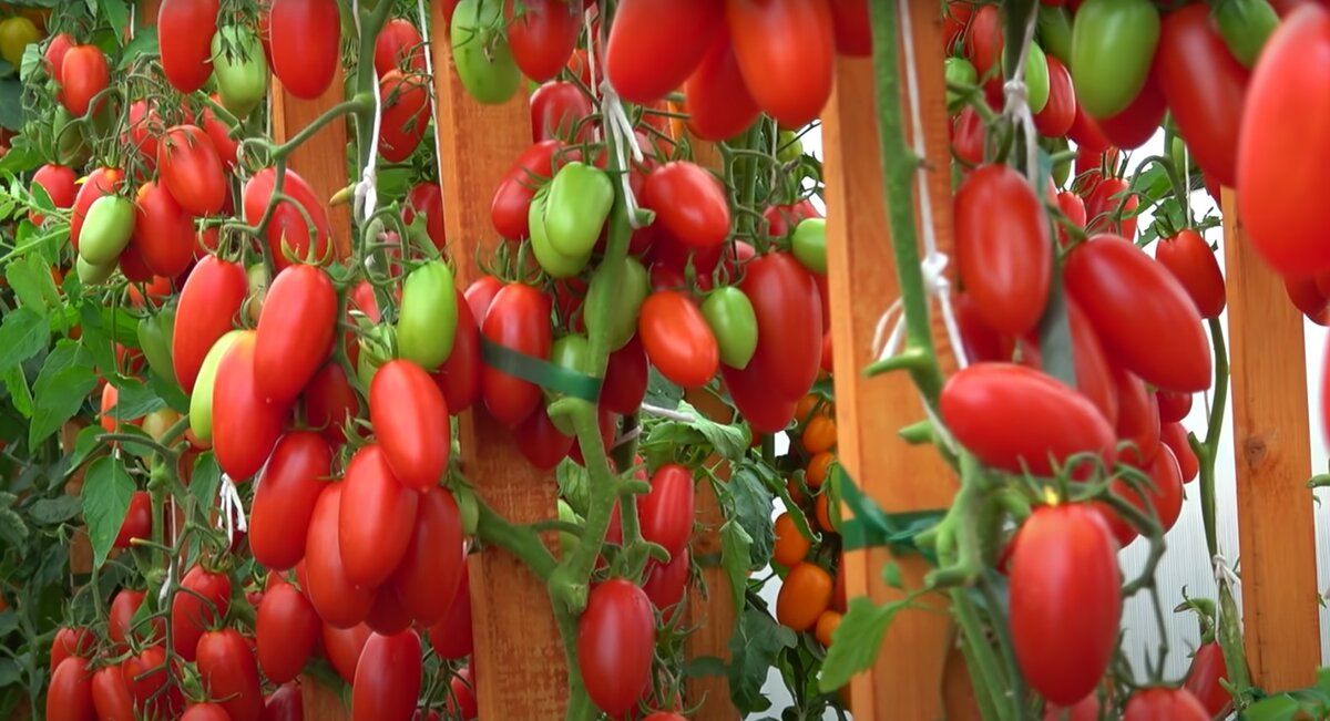 Как подкормить томаты в разгар плодоношения для лучшего вкуса