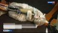 Котёнок спас бойца СВО из Алтайского края