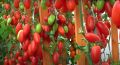 Как подкормить томаты в разгар плодоношения для лучшего вкуса
