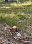 Алтайские грибники делятся "уловом" белого гриба в соцсетях