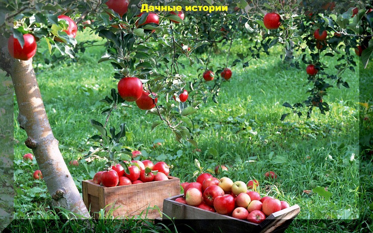 Полезные советы для начинающих дачников: отвечаем на ваши вопросы