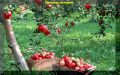 �������� ������ ��� ���������� ��������: �������� �� ���� �������