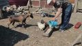 В Алтайском крае реализуется проект «Друг отца»