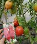 Разочарования в мире томатов: какие сорта стоит игнорировать
