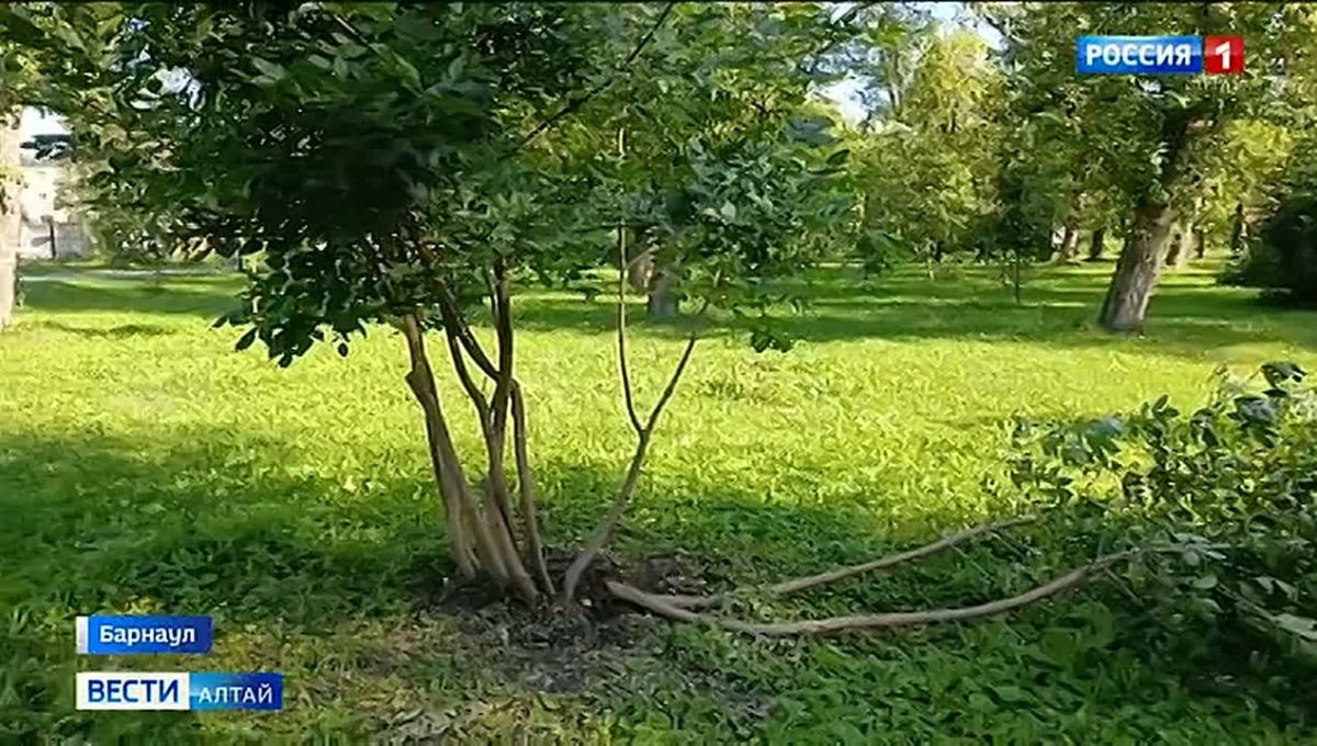 В парке «Изумрудный» ночью неизвестные сломали полсотни деревьев