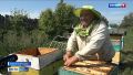 Сегодня – Медовый спас.. В старину считалось, что именно к 14 августа мёд в ульях созревает до полной готовности и его можно собирать