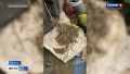 Барнаулец заготовил 7 килограммов марихуаны для лечения больных суставов