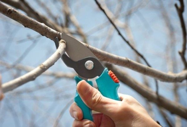 Обрезка вишни осенью: ключевые советы для успешного ухода за садом