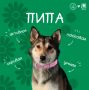 Дорогие подписчики!. Знакомьтесь — ПИПА! Ей три года, она молодая, активная и задорная собачка среднего размера
