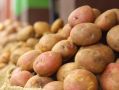 Оптовые цены на картофель обрушились на 60% за год