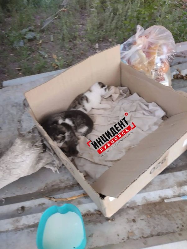 Слепых котят выбросили на улицу в Рубцовске