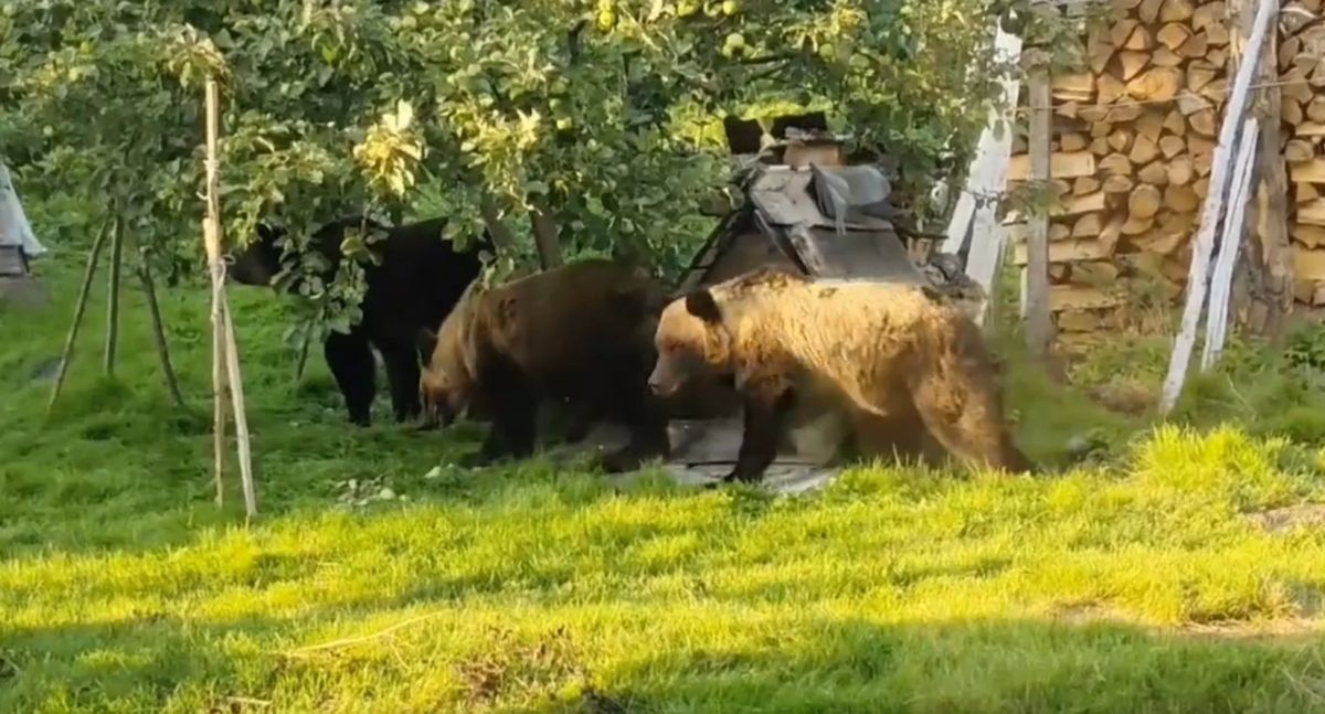 Популярный туристический маршрут временно закрыли на Алтае