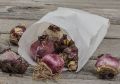 Как сохранить луковицы без химикатов: пять простых методов