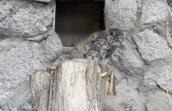 Четырёх котят манула Пепе из барнаульского зоопарка назвали в честь группы ABBA