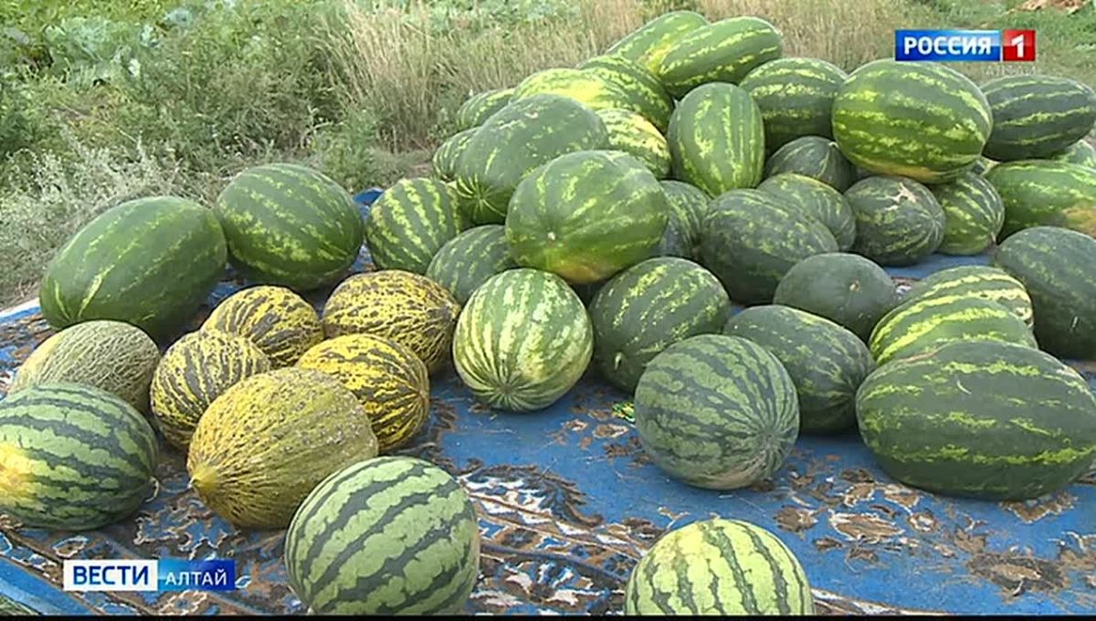 В партии арбузов, привезённых из Казахстана, обнаружили дынную муху