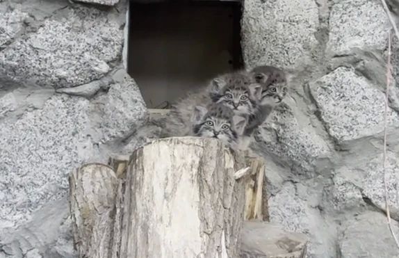 Четырёх котят манула Пепе из барнаульского зоопарка назвали в честь группы ABBA