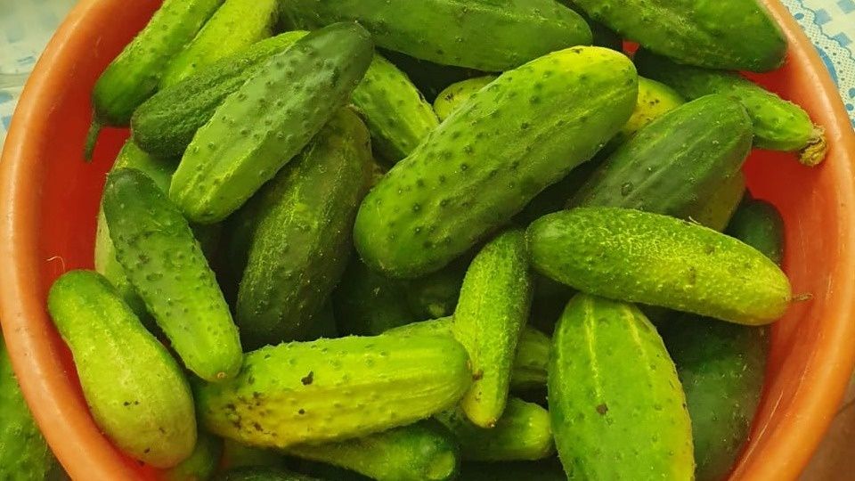 Крепкий урожай: кулинарные секреты холодной засолки огурцов