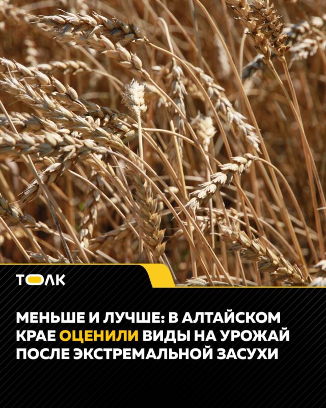 В Алтайском крае активно идёт уборка урожая: зерновые убраны более чем с 32% площадей — это в 2,5 раза больше, чем год назад
